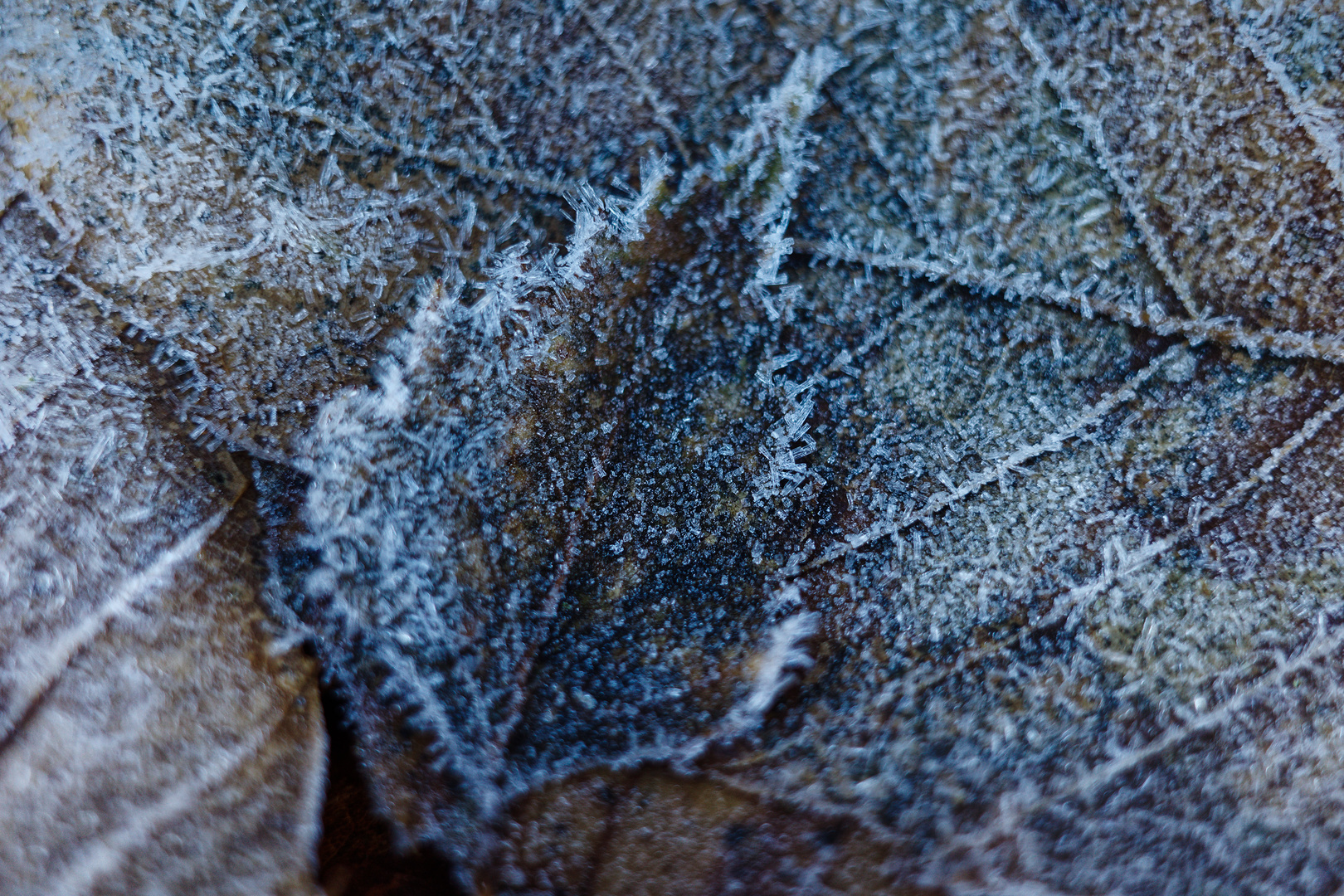 Details im Wald, hier: Birkenblatt