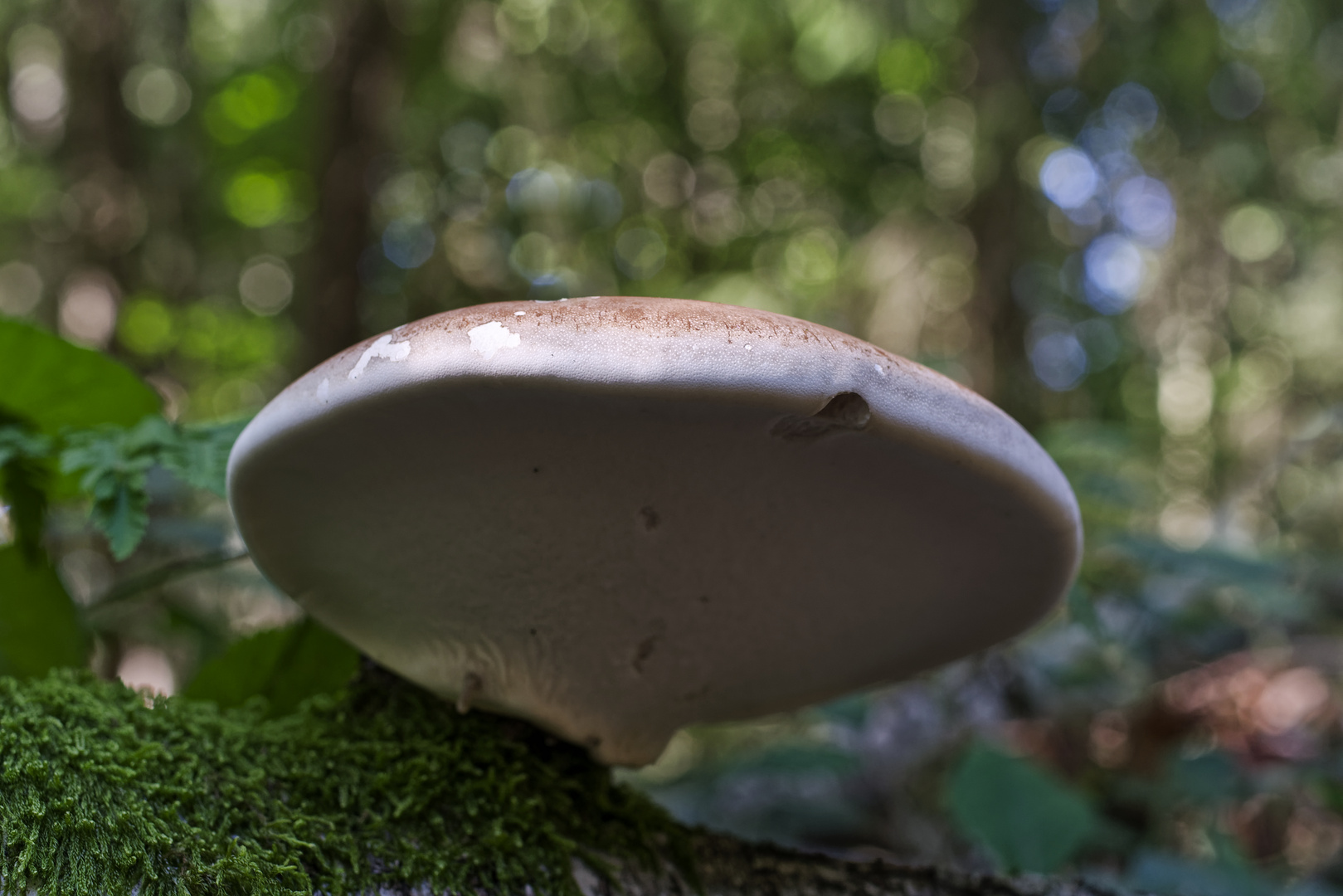 Details im Wald, hier: Birkenporlig auf morschem Birkenstamm