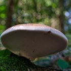 Details im Wald, hier: Birkenporlig auf morschem Birkenstamm