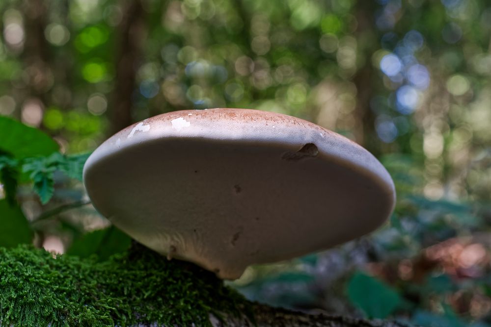 Details im Wald, hier: Birkenporlig auf morschem Birkenstamm