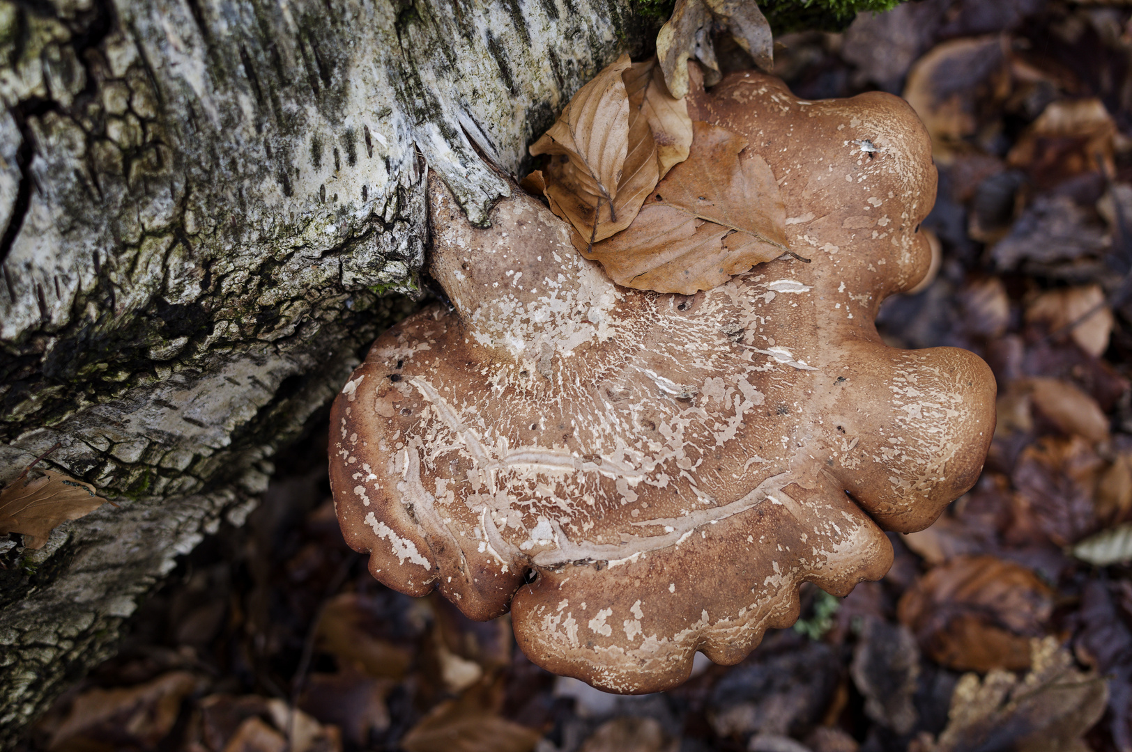 Details im Wald, hier: Birkenporling