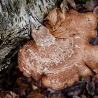 Details im Wald, hier: Birkenporling