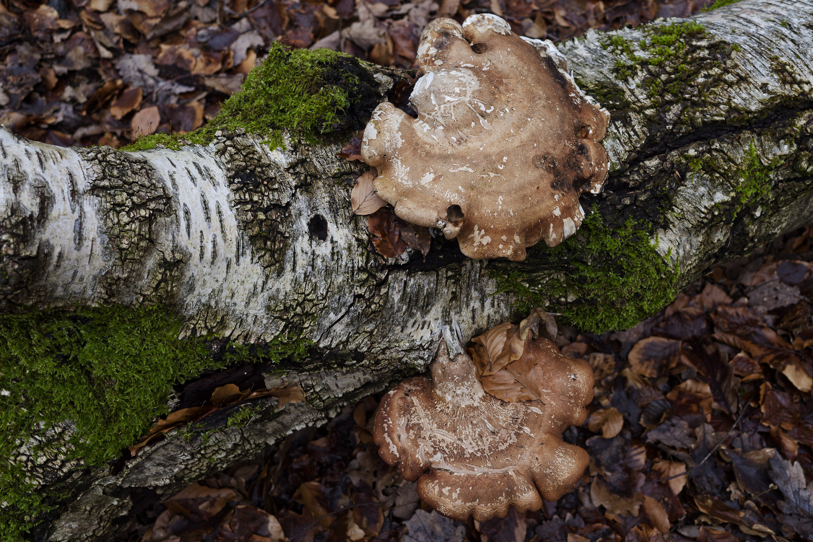 Details im Wald, hier: Birkenporlinge