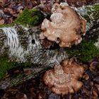 Details im Wald, hier: Birkenporlinge