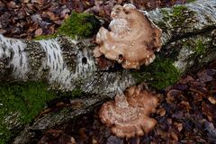 Details im Wald, hier: Birkenporlinge