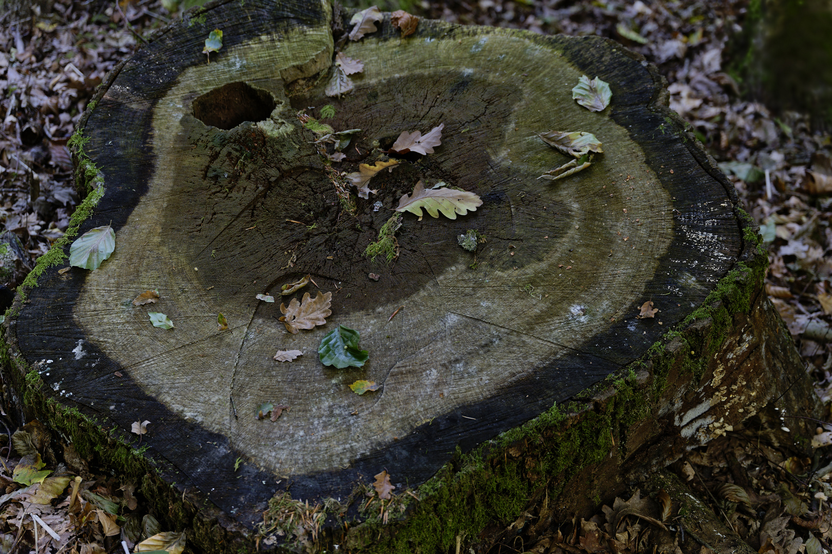 Details im Wald, hier: Blätter auf dem Präsentierteller