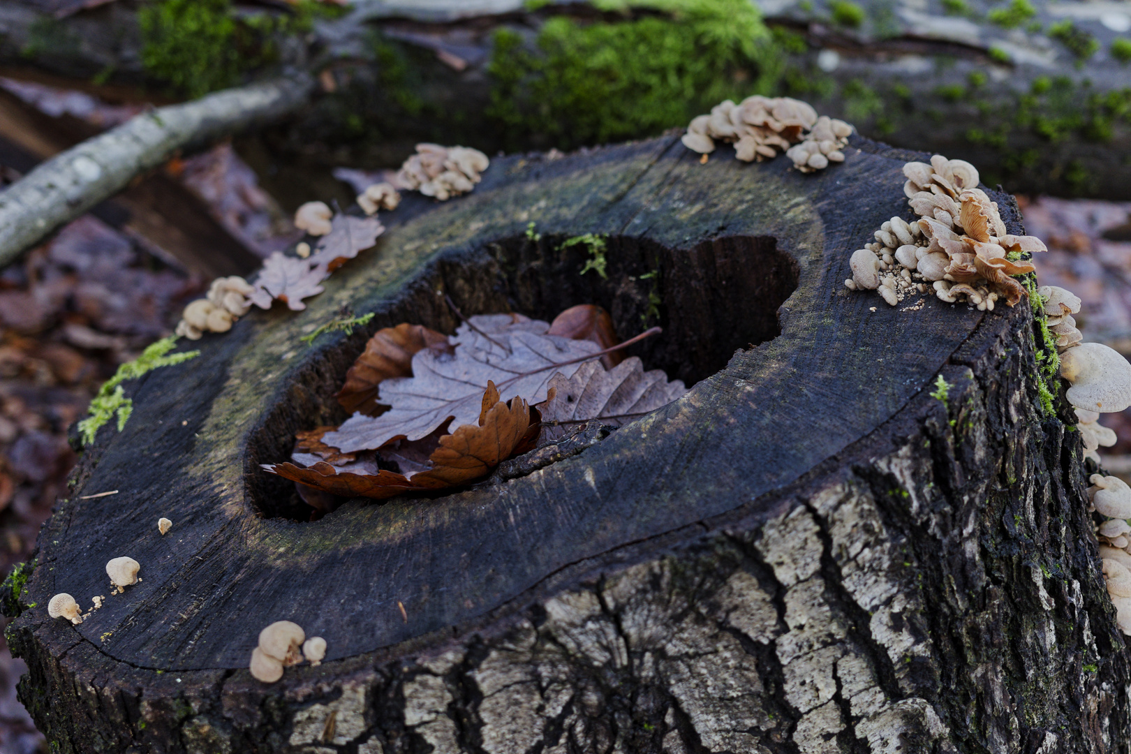 Details im Wald, hier: Blätterfänger