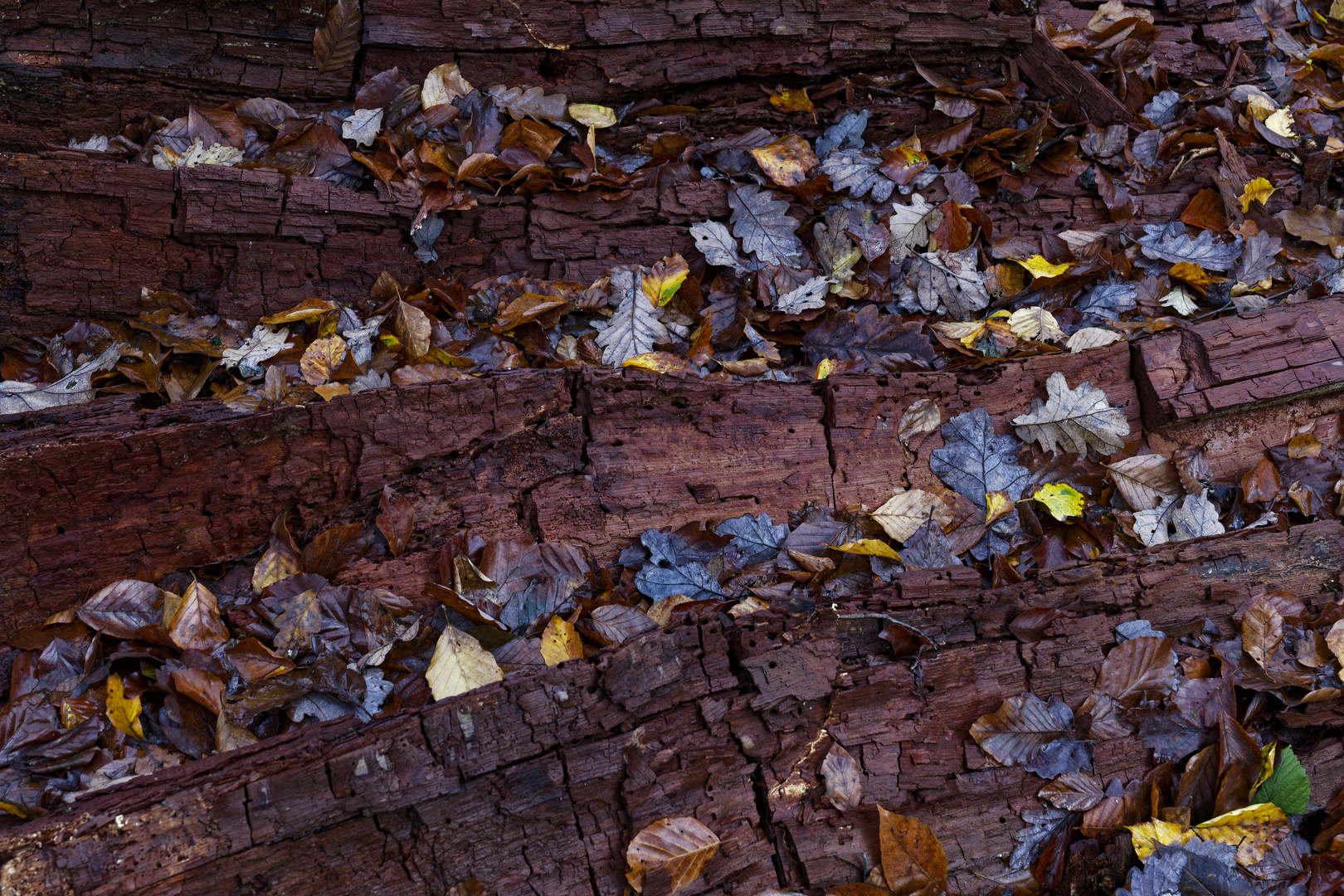 Details im Wald, hier: Blätterfänger