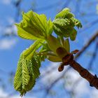 Details im Wald, hier: Blattaustrieb