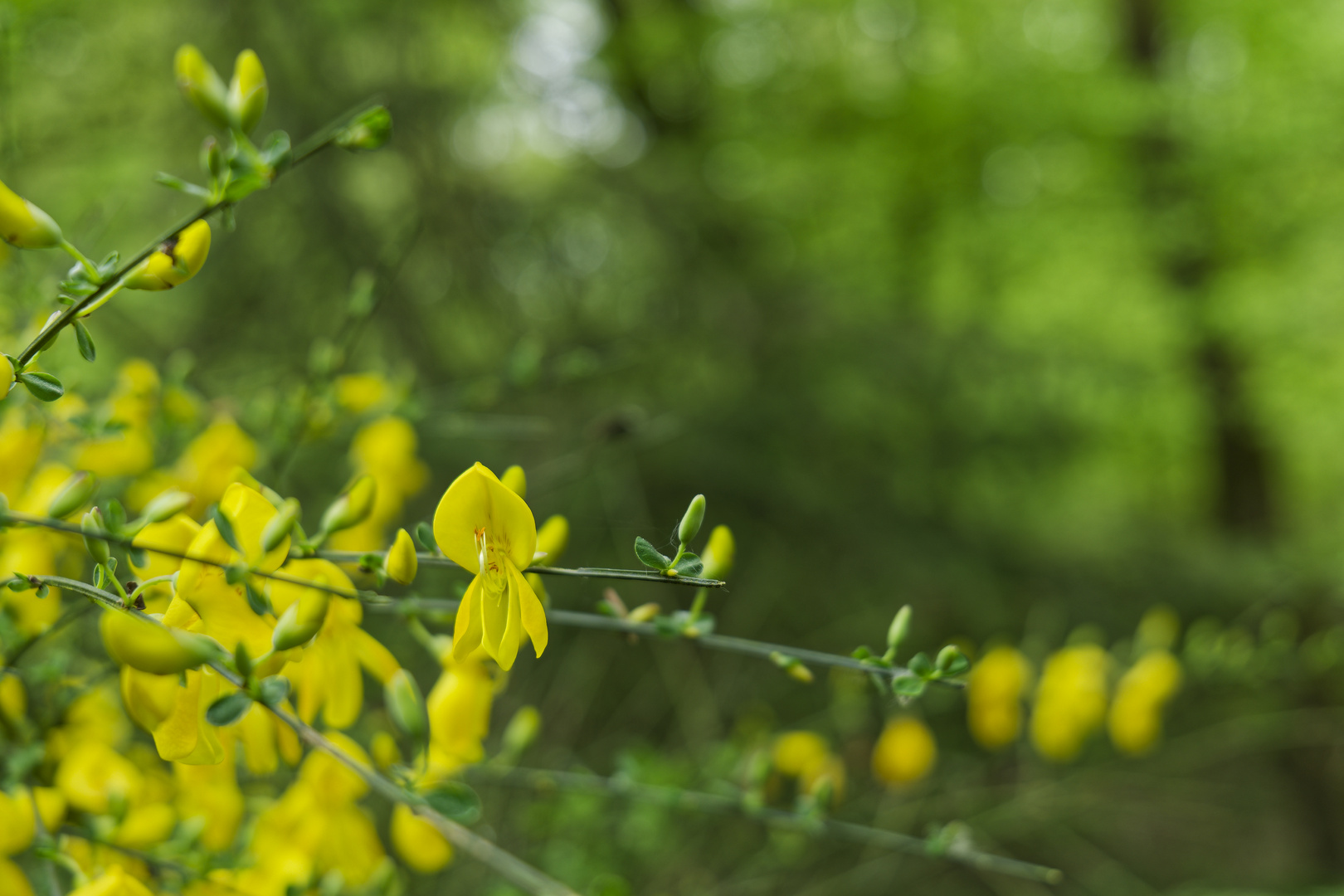 Details im Wald, hier: Blütenträume im Wald