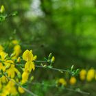 Details im Wald, hier: Blütenträume im Wald