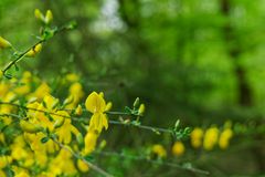 Details im Wald, hier: Blütenträume im Wald