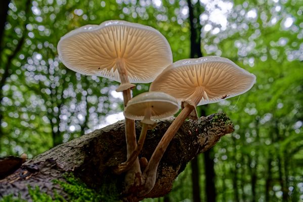 Details im Wald, hier: Buchen-Schleimrüblinge