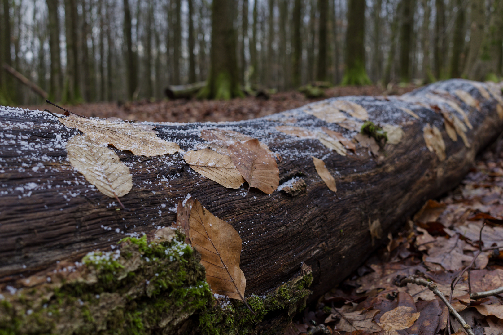 Details im Wald, hier: Buchenblätter auf Eichenstamm