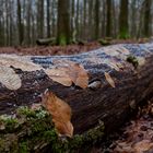 Details im Wald, hier: Buchenblätter auf Eichenstamm