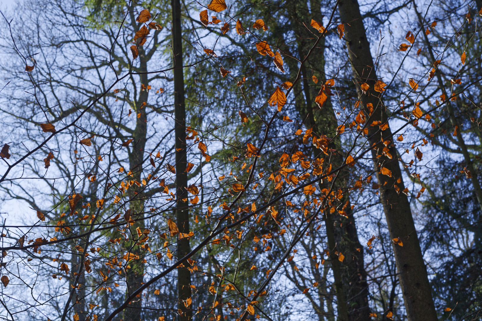 Details im Wald, hier: Buchenblätter im Winterlicht