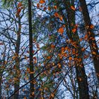 Details im Wald, hier: Buchenblätter im Winterlicht