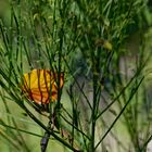 Details im Wald, hier: Buchenblatt