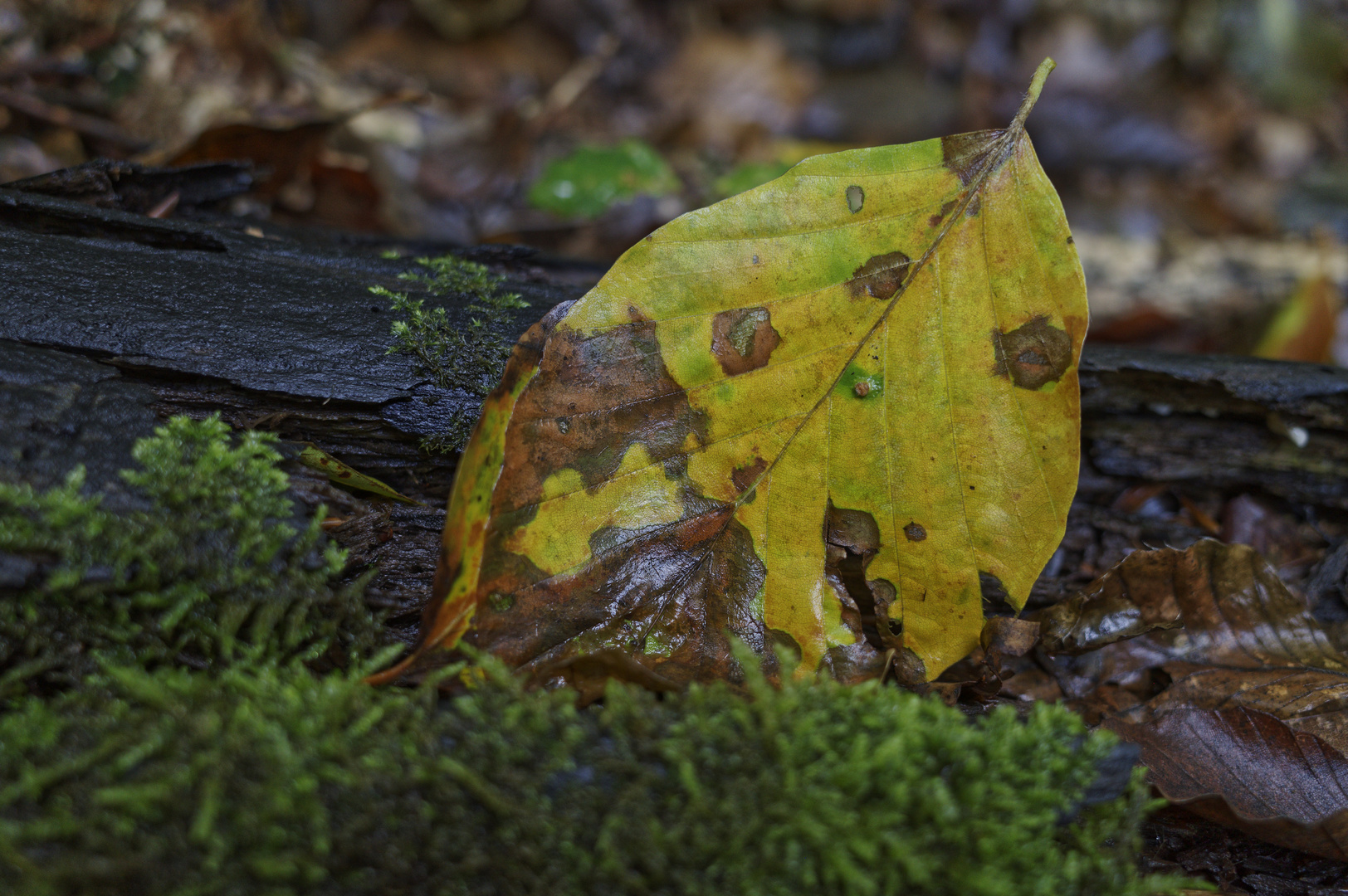 Details im Wald, hier: Buchenblatt auf Totholz