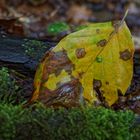 Details im Wald, hier: Buchenblatt auf Totholz