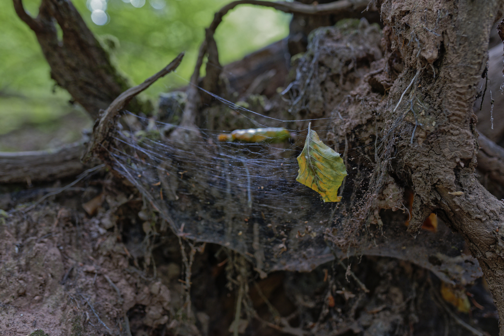 Details im Wald, hier: Buchenblatt im Spinnennetz 