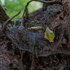 Details im Wald, hier: Buchenblatt im Spinnennetz 