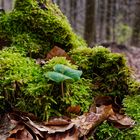 Details im Wald, hier: Buchenkeimling