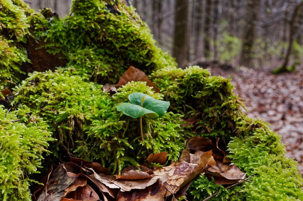 Details im Wald, hier: Buchenkeimling