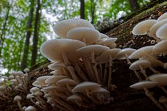 Details im Wald, hier: Buchenschleimlige