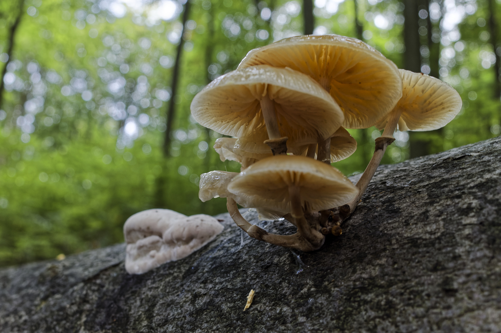 Details im Wald, hier: Buchenschleimlige