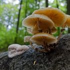 Details im Wald, hier: Buchenschleimlige