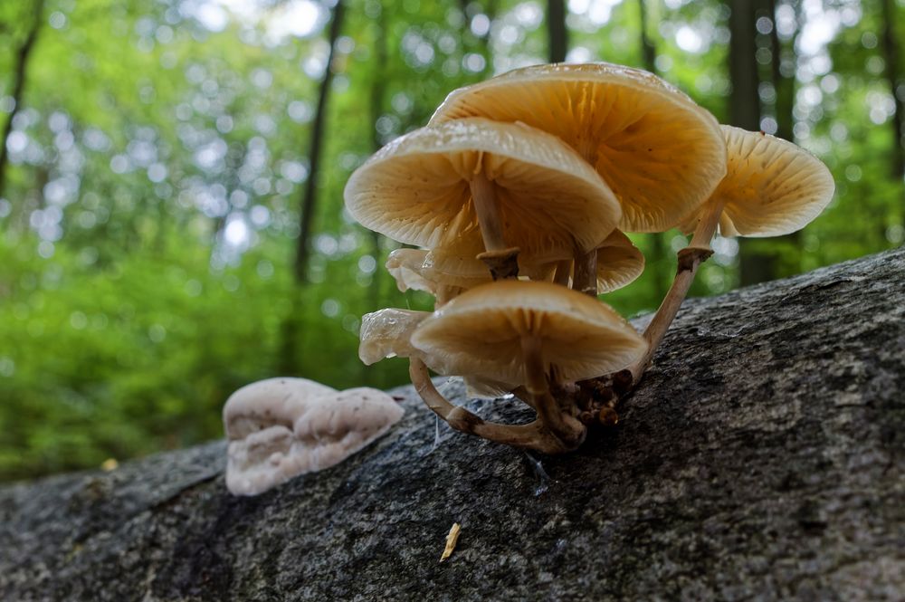 Details im Wald, hier: Buchenschleimlige