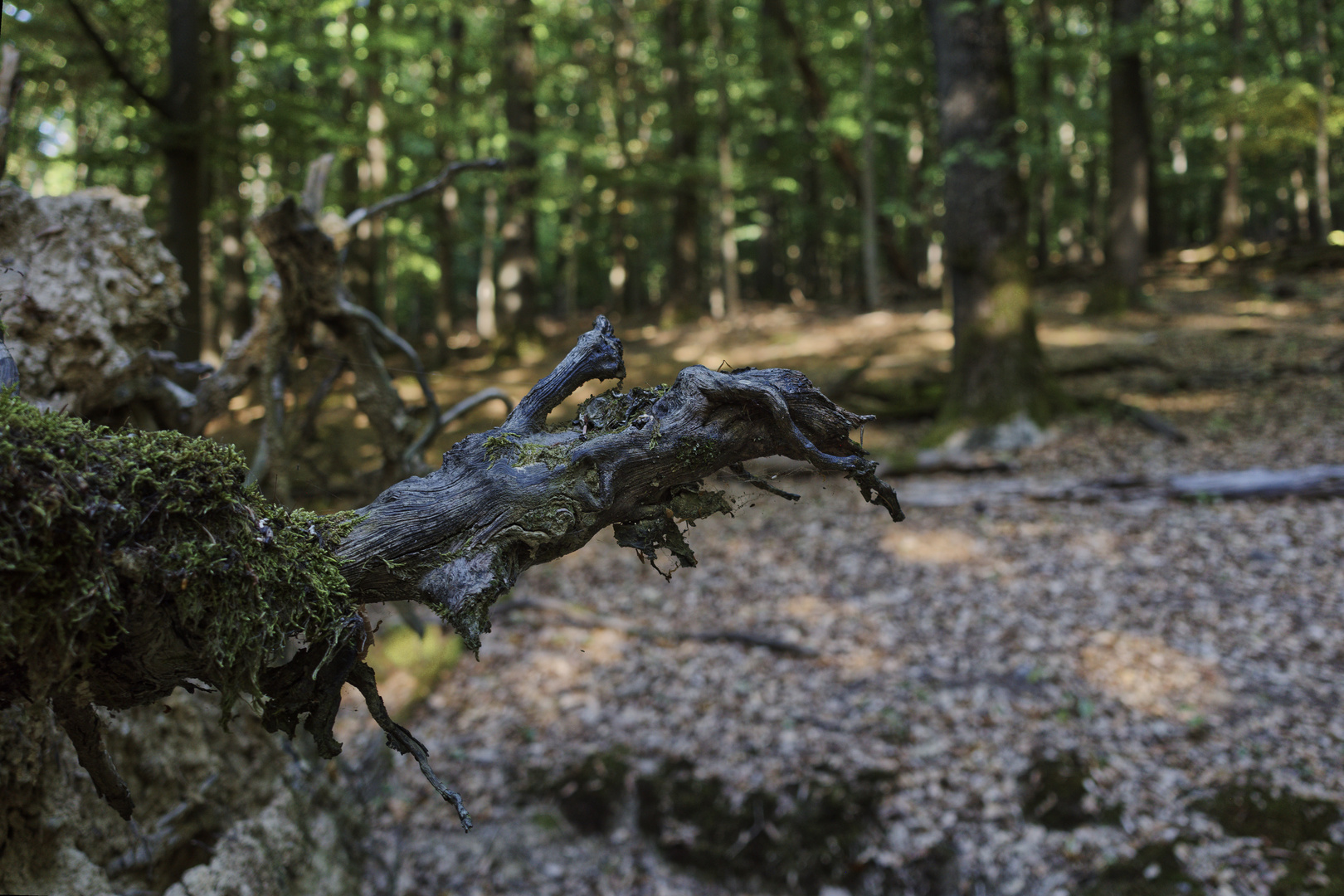 Details im Wald, hier: Buchenwurzel