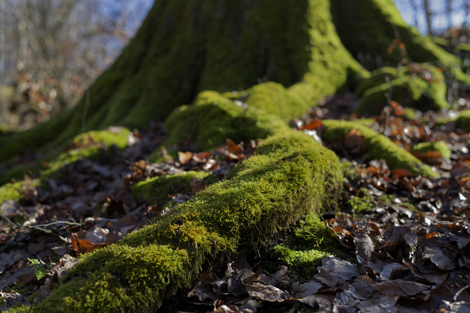 Details im Wald, hier: Buchenwurzel im Winterlicht