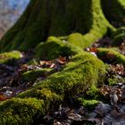 Details im Wald, hier: Buchenwurzel im Winterlicht