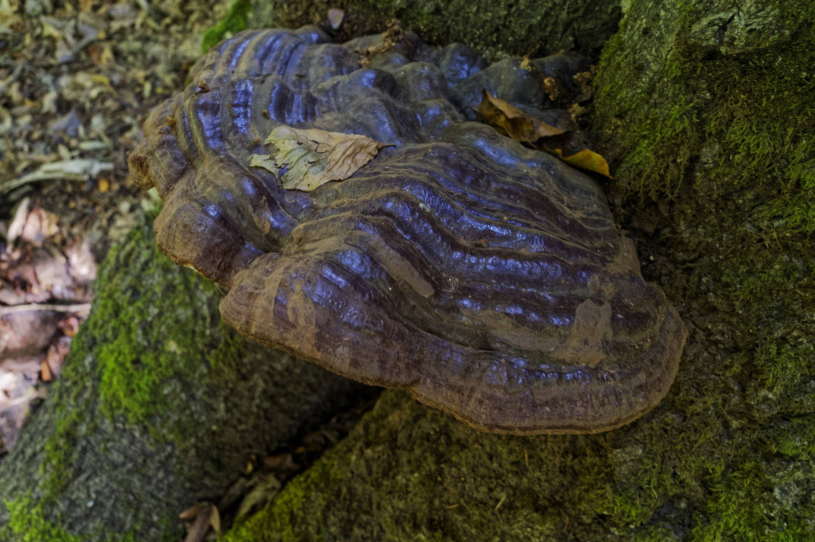 Details im Wald, hier: dicker Brocken