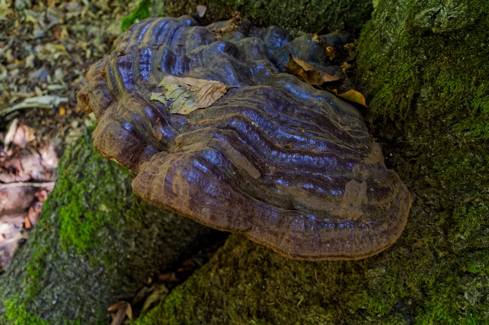 Details im Wald, hier: dicker Brocken