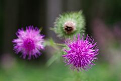 Details im Wald, hier: Distelblüten