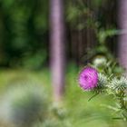 Details im Wald, hier: Disteln auf der Waldlichtung