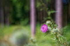 Details im Wald, hier: Disteln auf der Waldlichtung