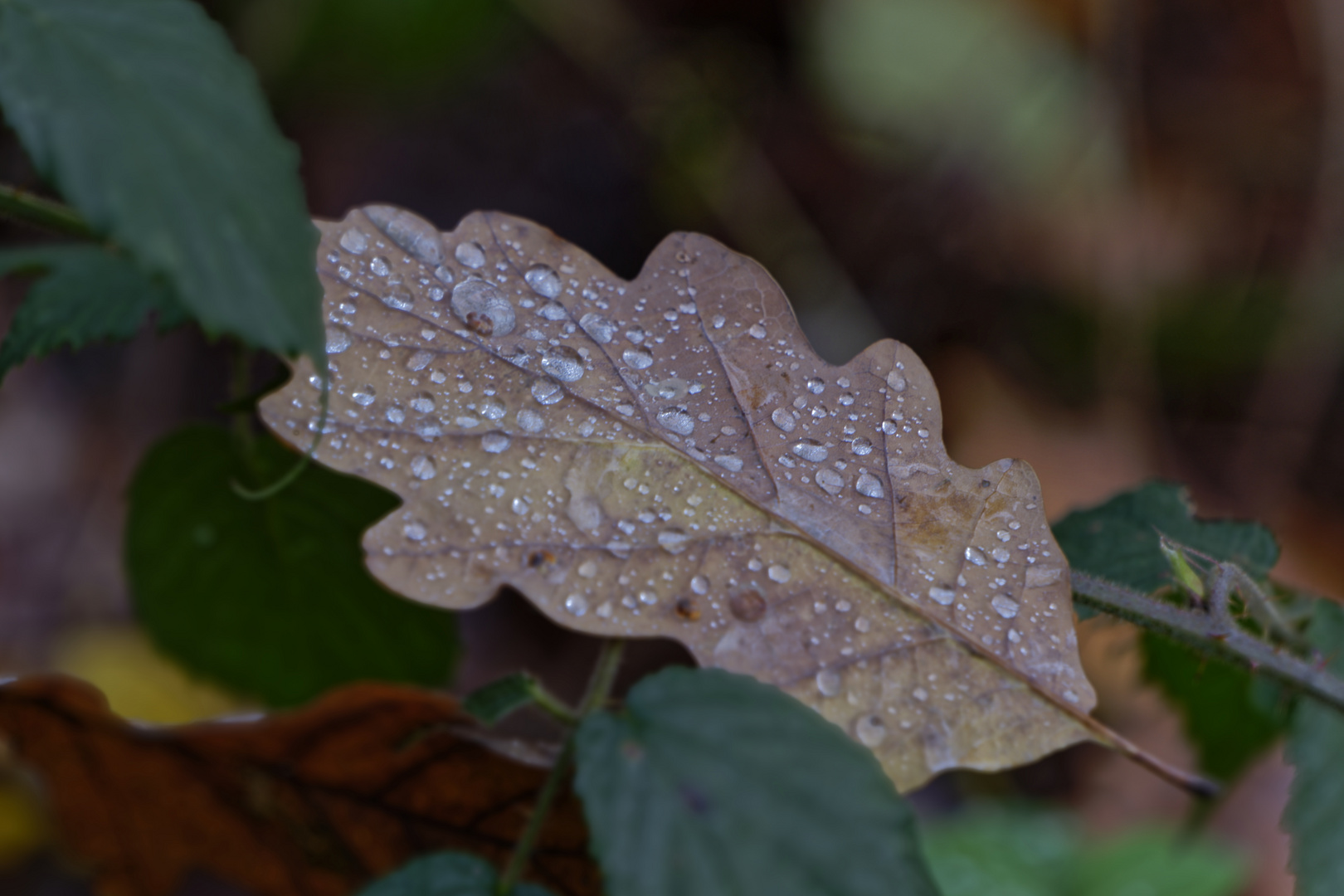 Details im Wald, hier: Eichenblatt mit Regentropfen