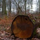 Details im Wald, hier: Eichenscheibe