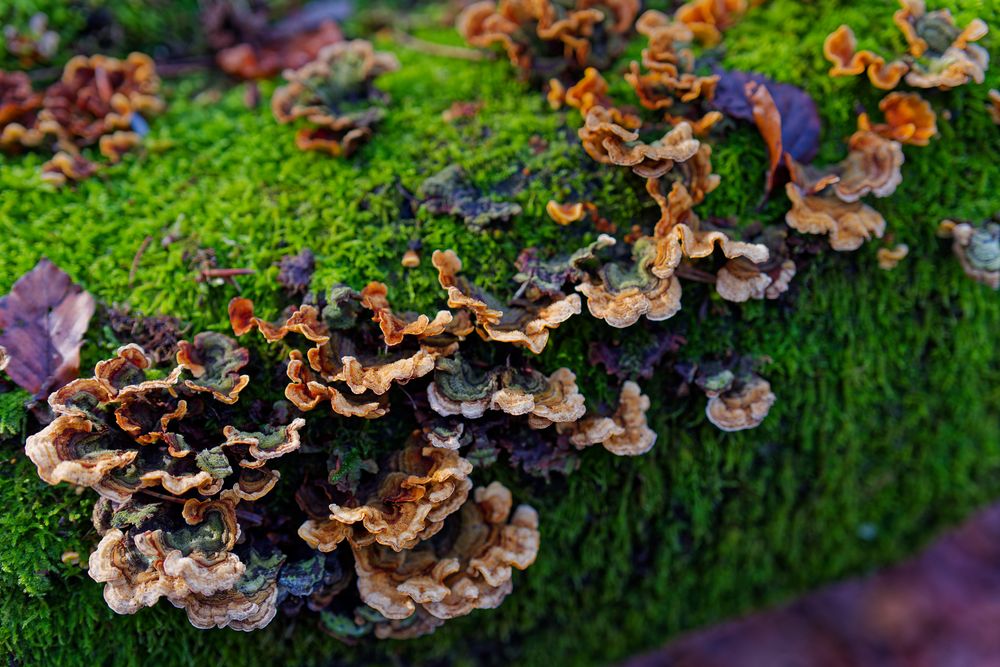 Details im Wald, hier: Eichenschichtpilze