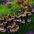 Details im Wald, hier: Eichenschichtpilze