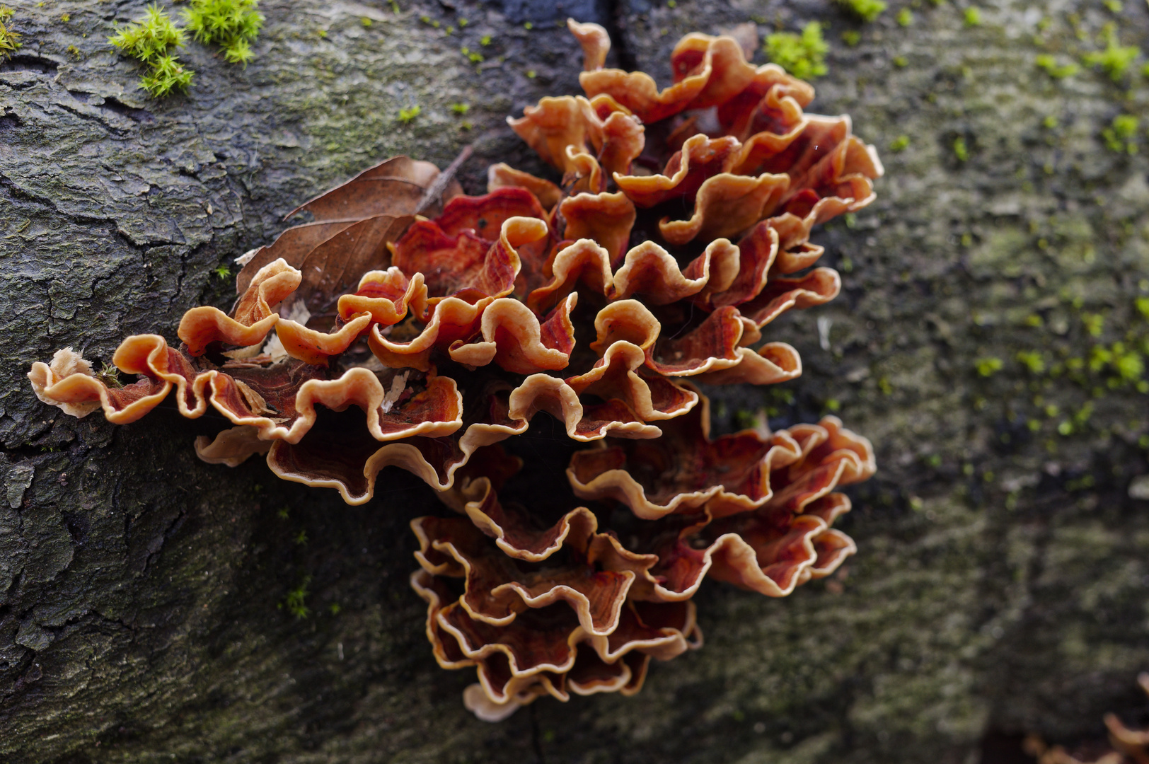 Details im Wald, hier: Eichenschichtpilze