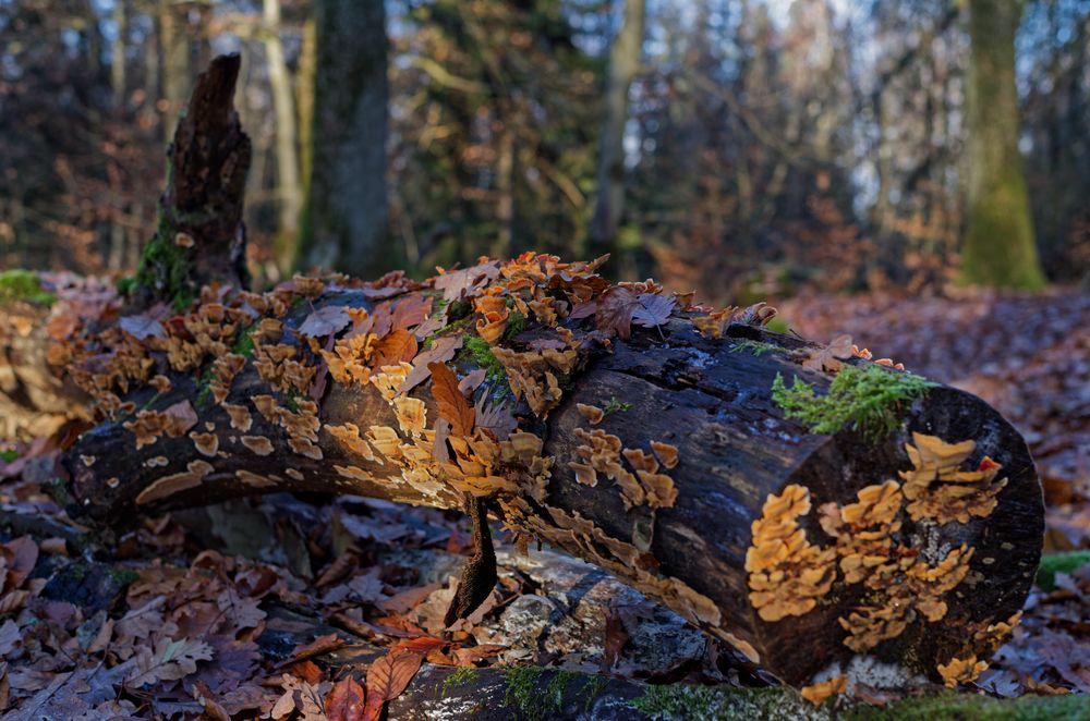 Details im Wald, hier: Eichenschichtpilze im Winterlicht