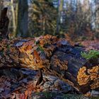 Details im Wald, hier: Eichenschichtpilze im Winterlicht