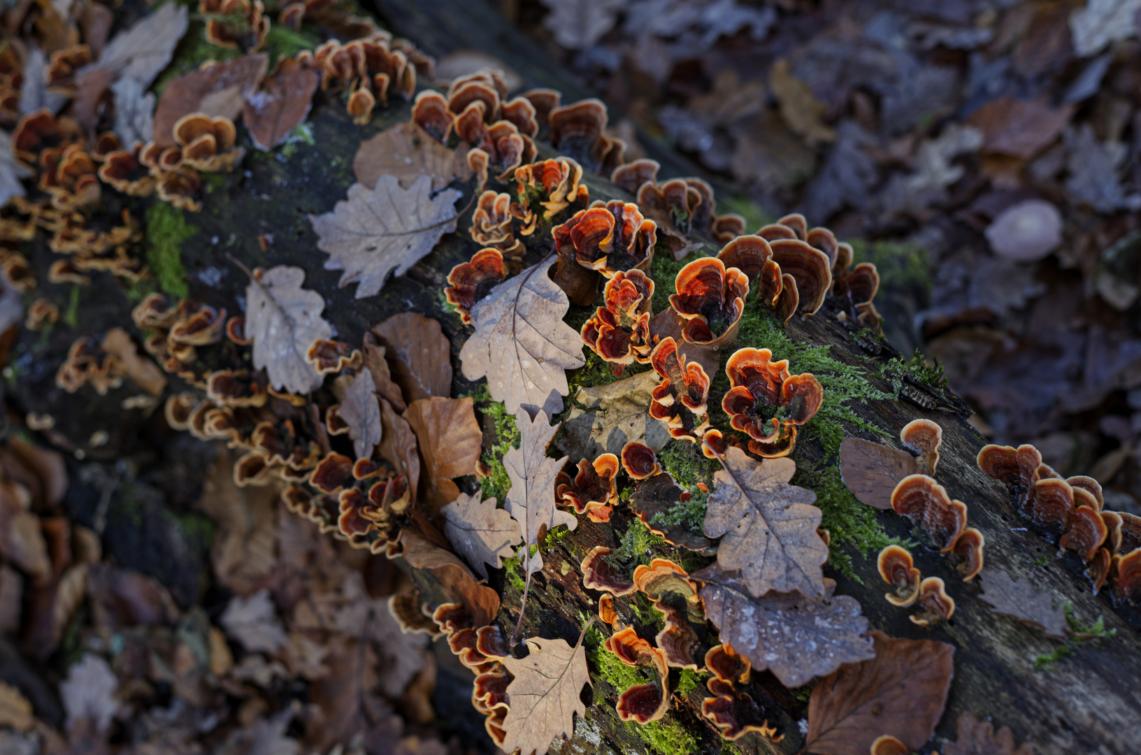 Details im Wald, hier: Eichenschichtpilze im Winterlicht