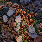 Details im Wald, hier: Eichenschichtpilze im Winterlicht