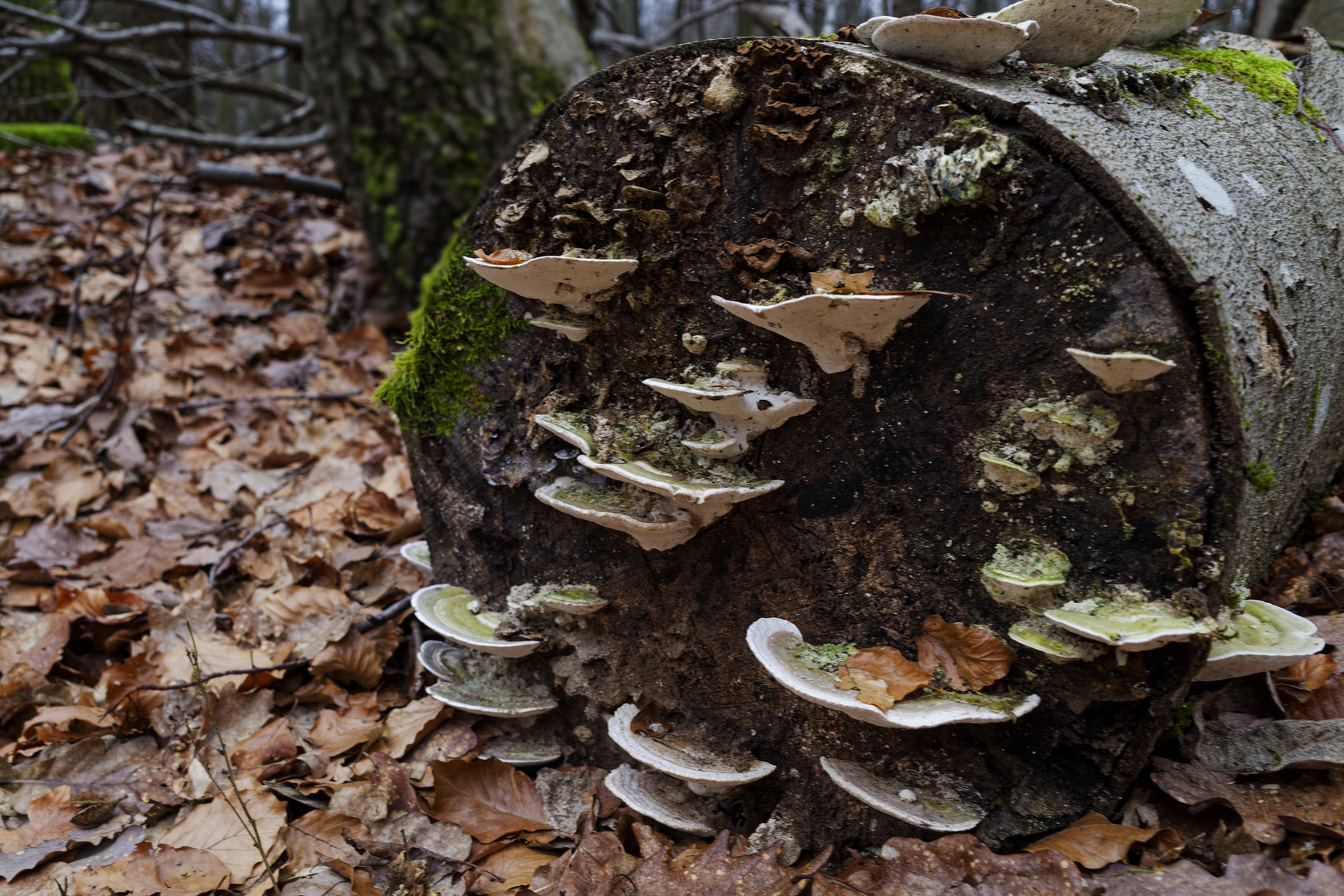 Details im Wald, hier: eine Pilzversammlung auf einem Buchenstamm